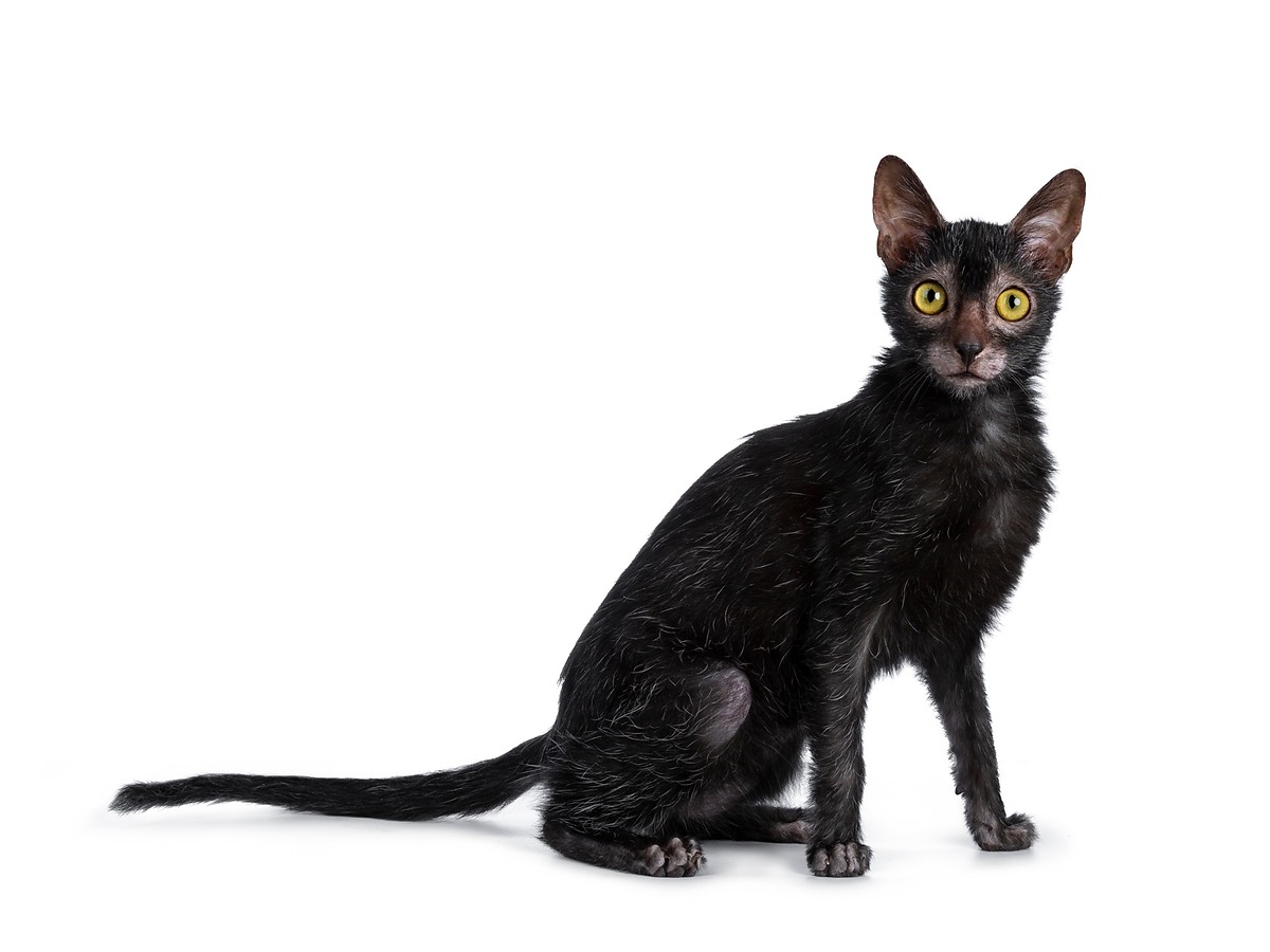 Lykoi v celej postave